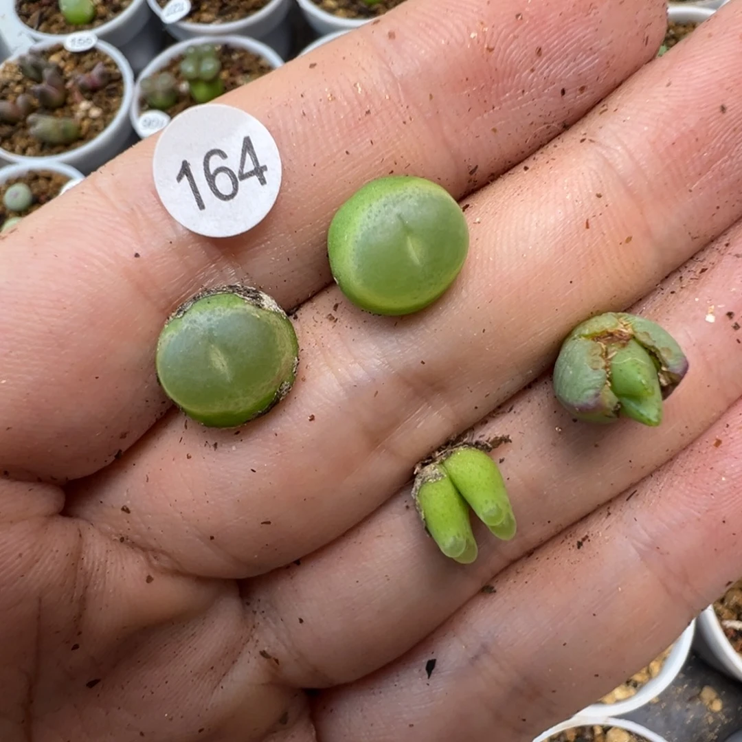 ****～彩虹专拍4颗脱土1640000