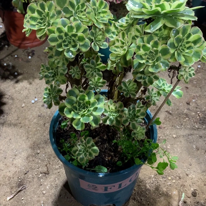 1050保时捷多肉植物特价