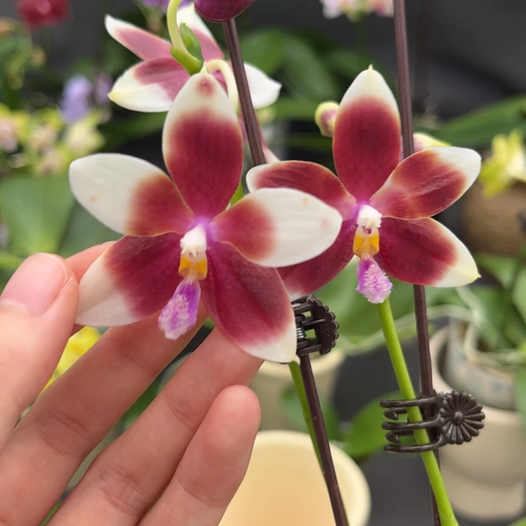 完全开放2.5寸yc41开花株