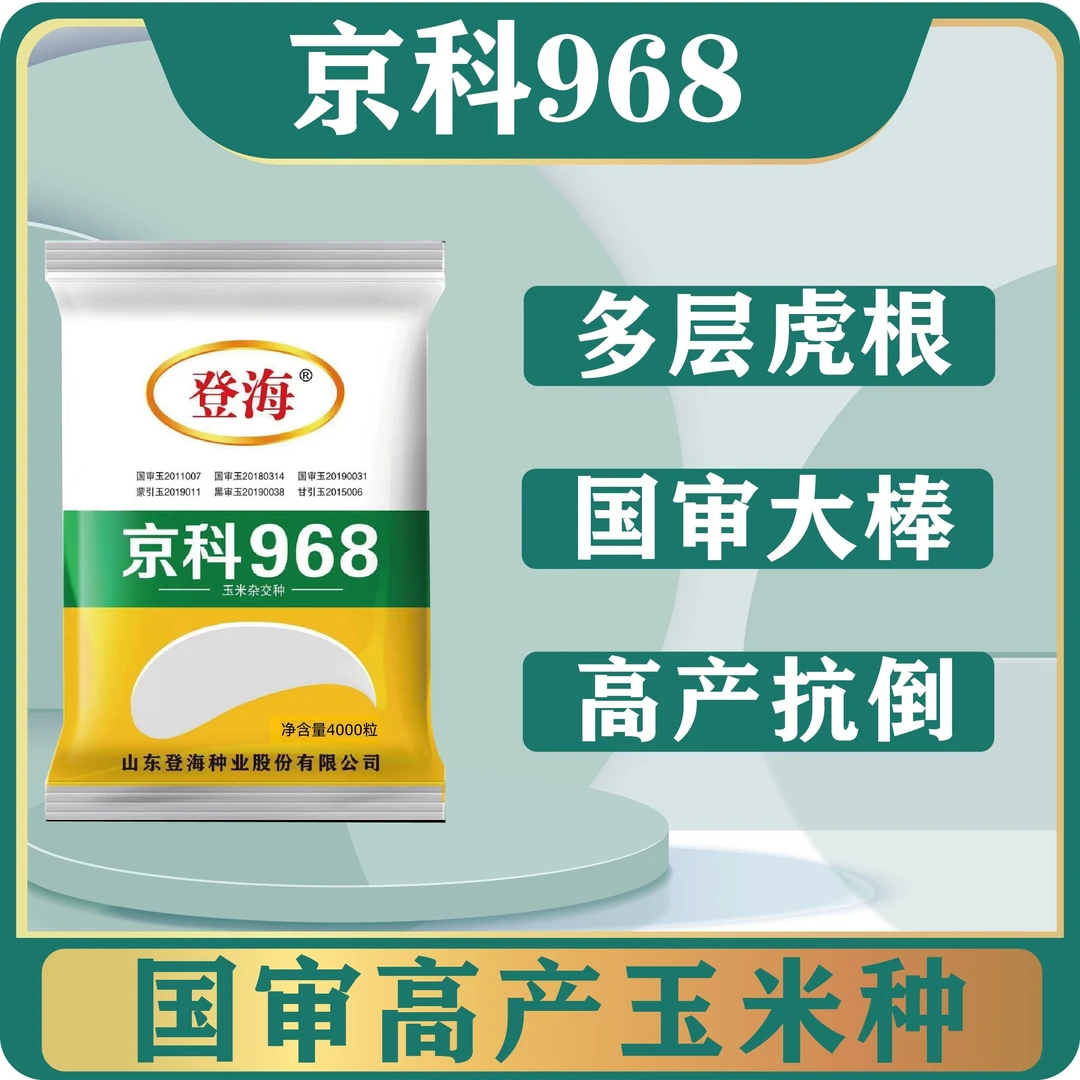 京科968国审高产稳产高抗性玉米品种矮杆抗旱抗倒抗高温不花粒