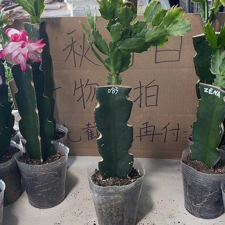 用***0当前无花朵，栽培后可花朵083