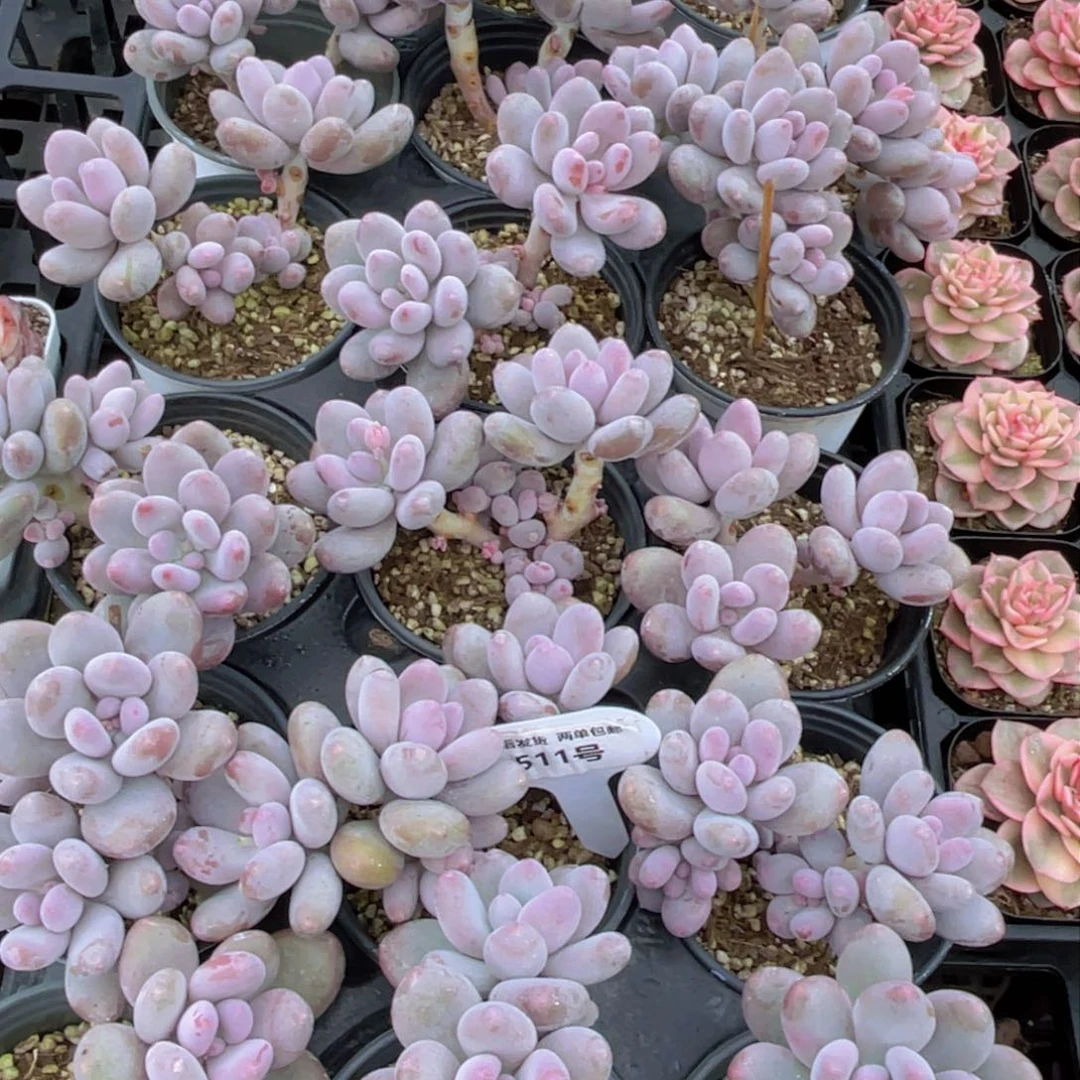 511号蛋黄奶高桩群生一个