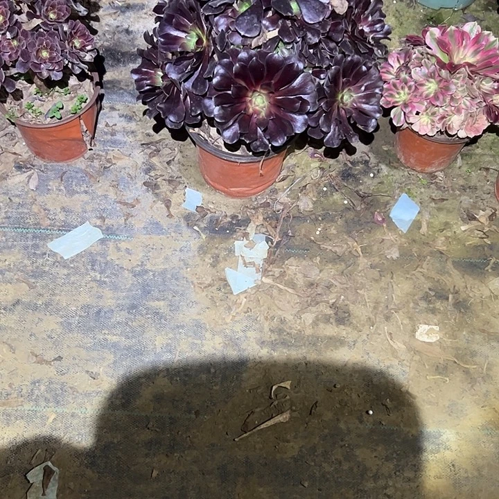 不包侧枝一物一拍88