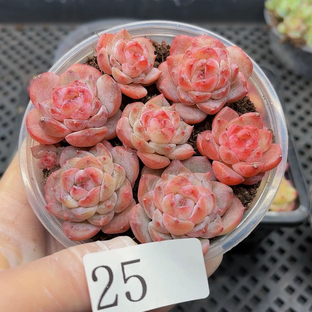 多肉植物多肉植物25