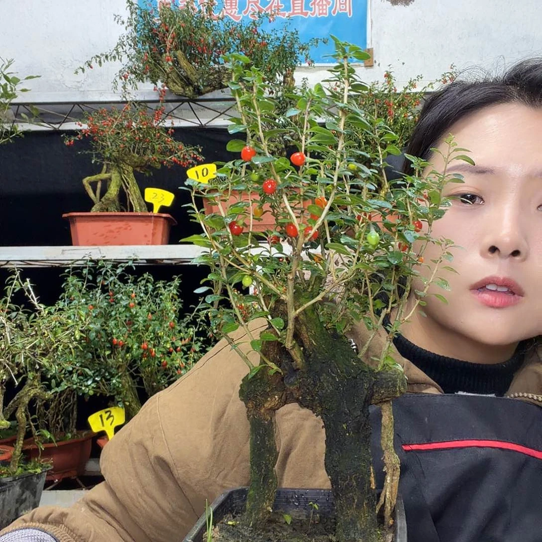 翁***杰完全开放枸杞盆景一组一拍