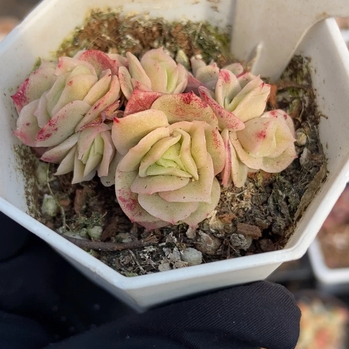 1078冰玫瑰锦多肉植物