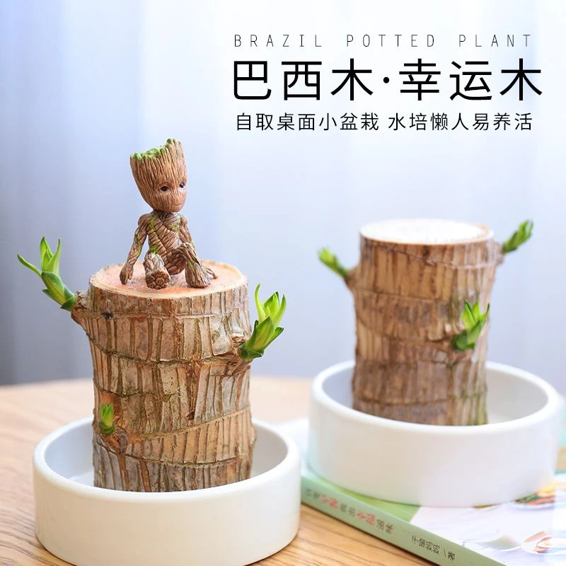 巴西木幸运木懒人开花格鲁特办公室卧室阳桌台室内绿植盆栽好养活