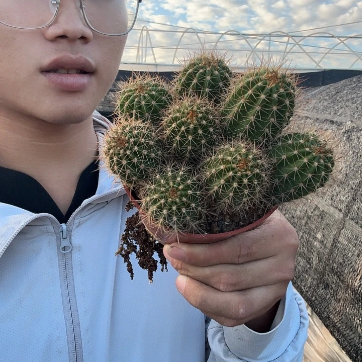 平***)无花朵粉桃哈哈哈哈哈哈哈