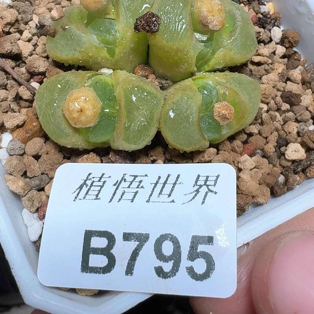 795盒多肉植物哇fv