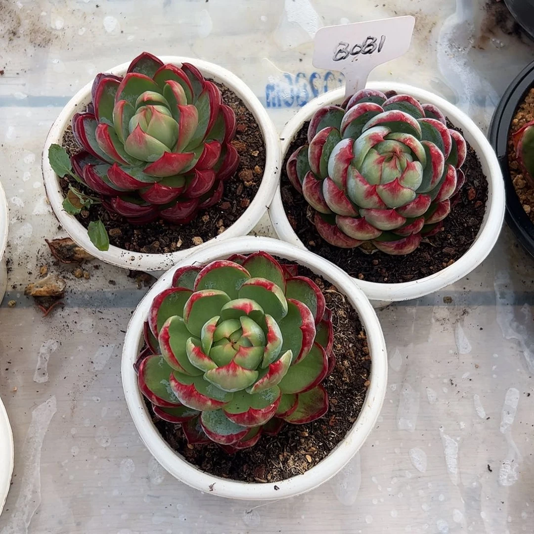 云***。惊鸿仙子9公分左右三颗8081号