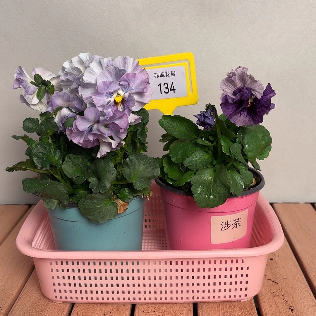 大部分开放少量花苞134