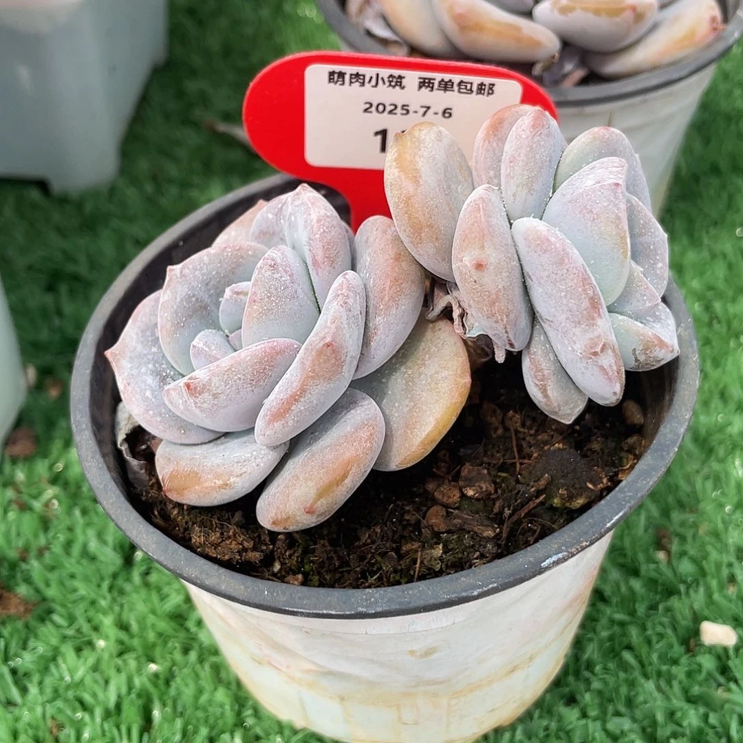 萌肉小筑0706-153樱花雪