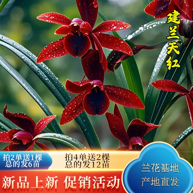 兰花热卖建兰【天红】花卉绿植盆栽兰草四季香花卉批发室内阳台盆景