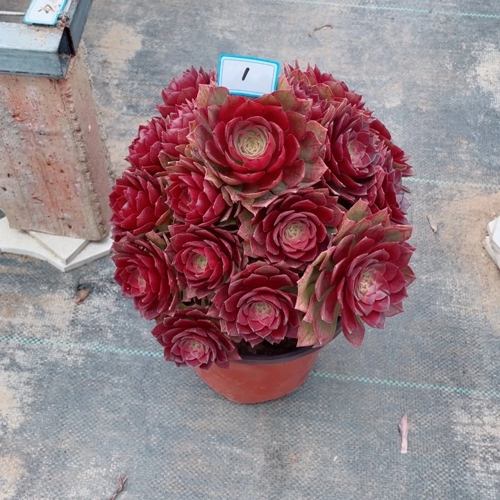 1老庄多肉法师桃花石