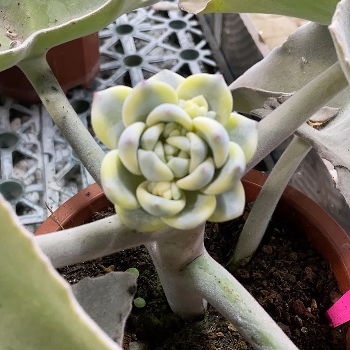 望舒锦一物一拍锦龙