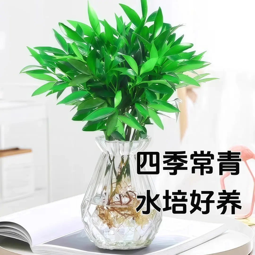 竹柏盆栽驱蚊竹水培竹柏办公室内阳台好养活植物四季常绿耐阴耐寒