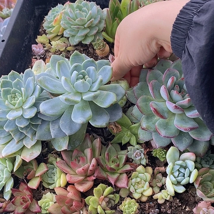 21 多肉植物盆栽花卉