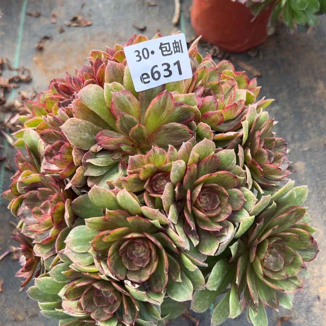 631红霞多肉法师