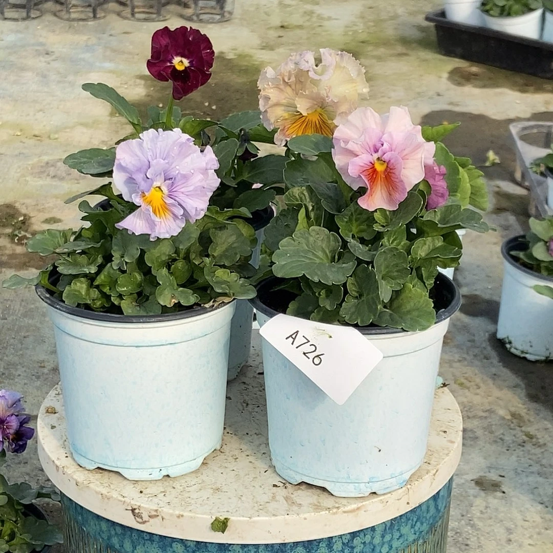 大部分花苞少量开放