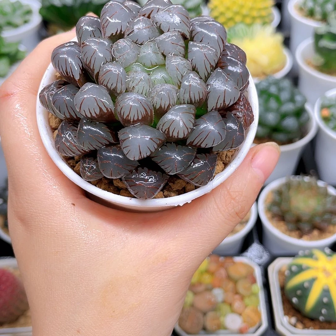 紫冰灯玉露，原盆