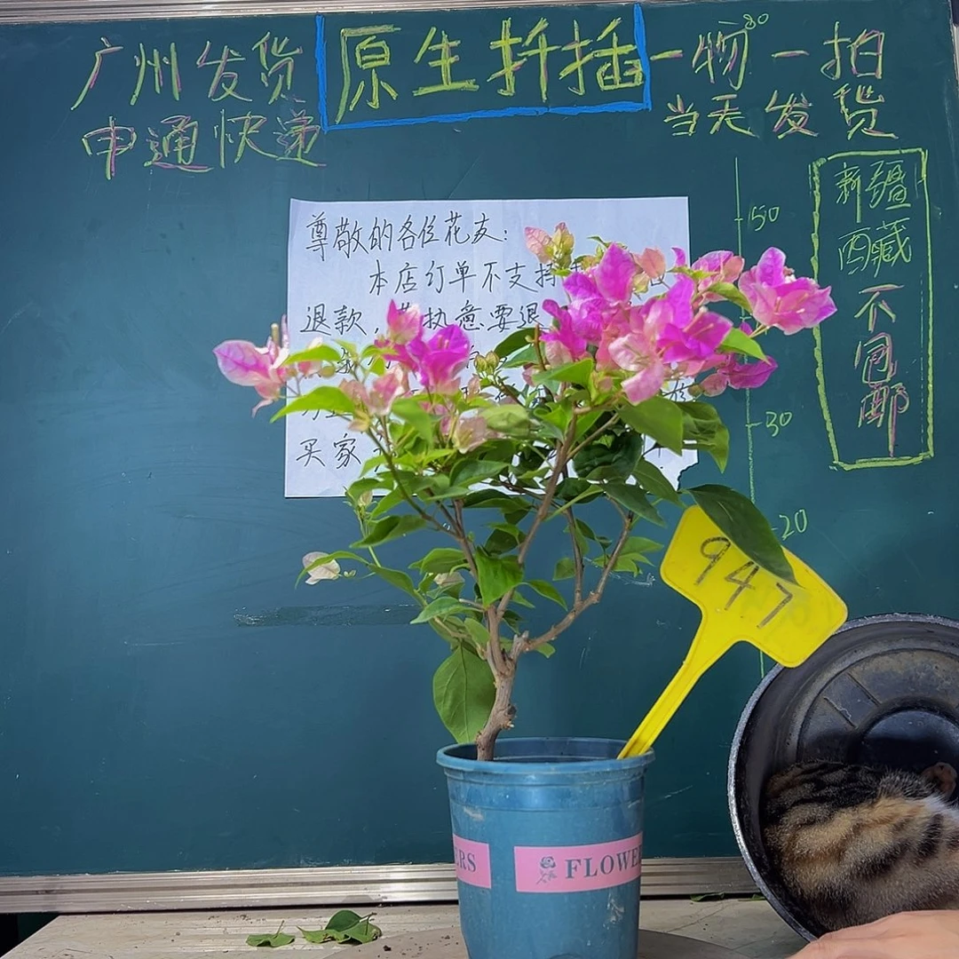 当前无花栽培后可以开花  漳红樱  947