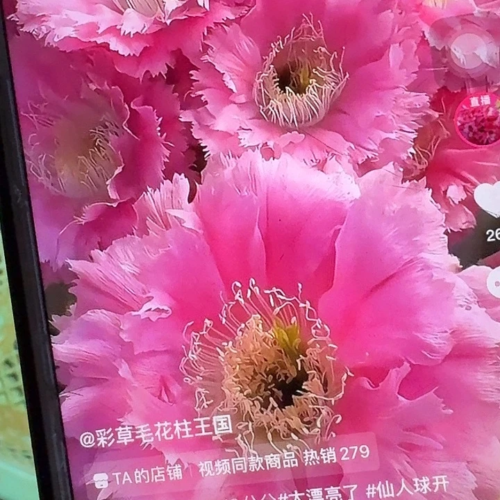 云锦侧芽4公分彩草