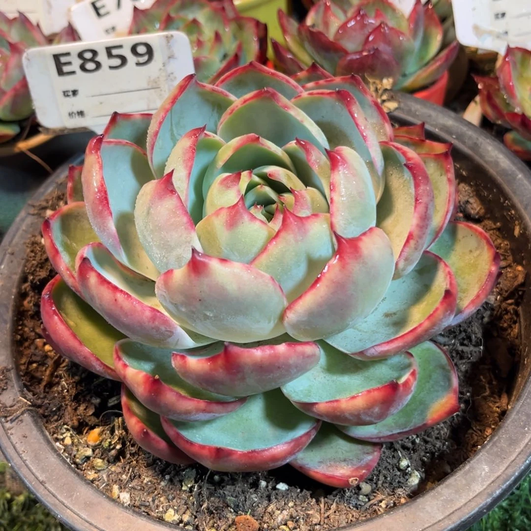 惊鸿一瞥859号多肉