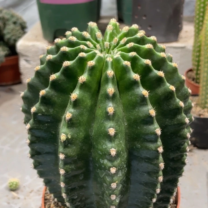 超大德系金刚一物一拍56