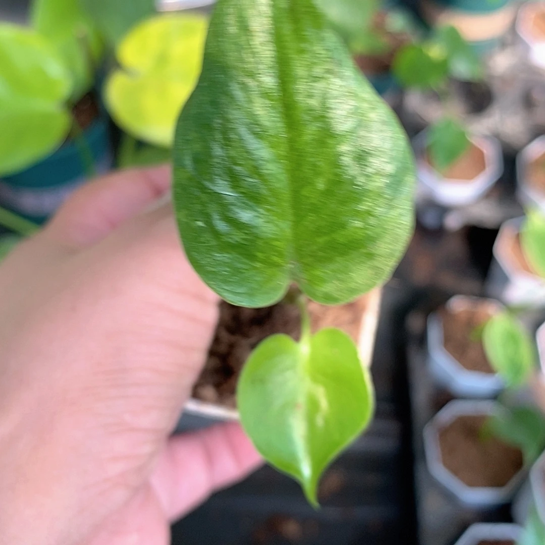 马***哥完全开放种子苗龟背竹