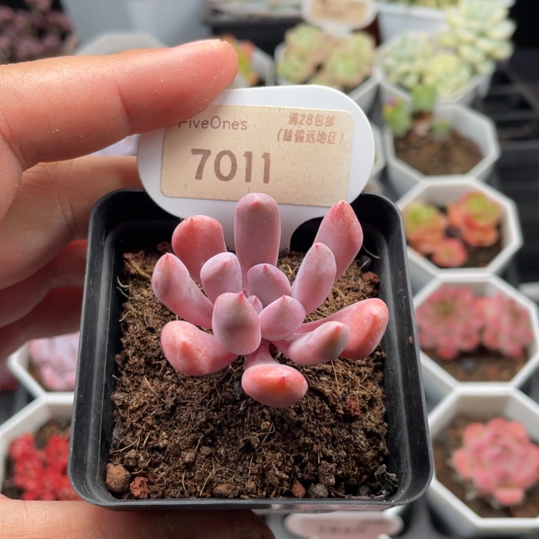 丘比特7011-4厘米