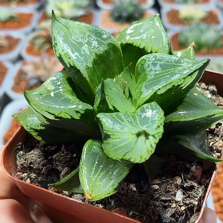 十二卷多肉裹斑若