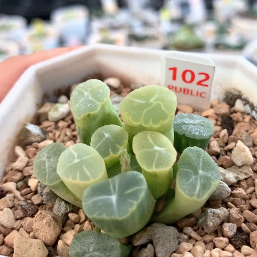 【闪购商品】102万象锦