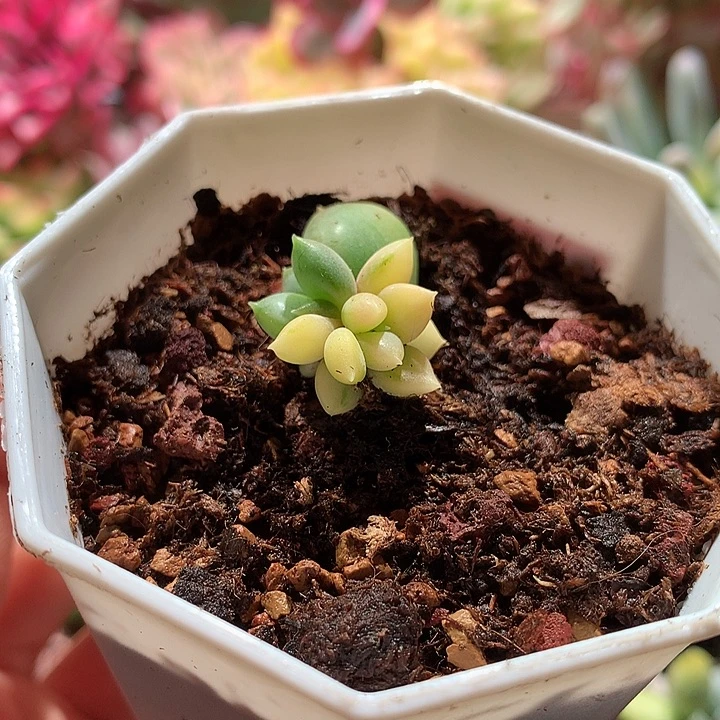 象牙奶锦双头叶插