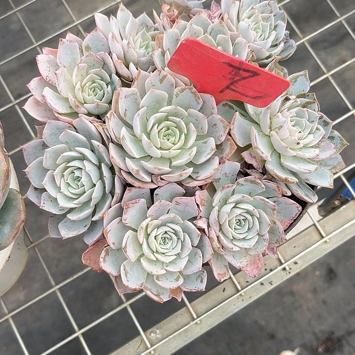 超***子两单包邮，一物一拍7