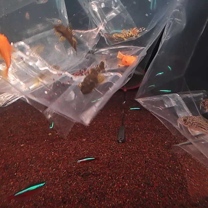 工具鱼迷彩2  黄金2     3.0cm