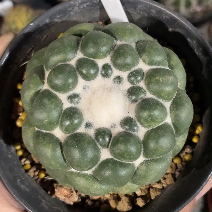 8.2公分无刺蜘蛛眼福利