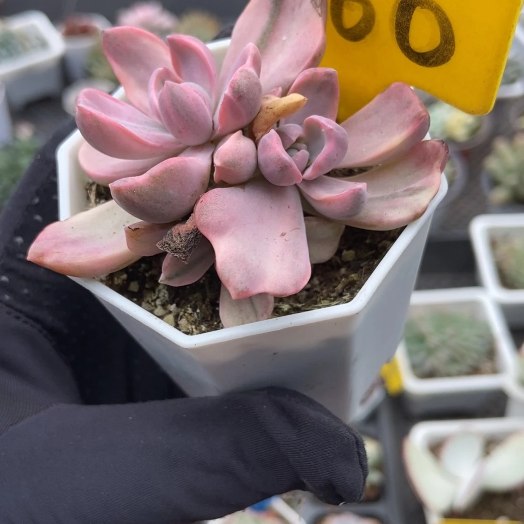 560彩虹糖锦多肉植物