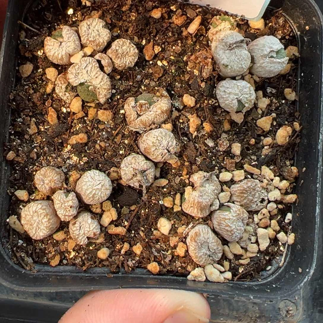 30-58流水铜壶多肉植物