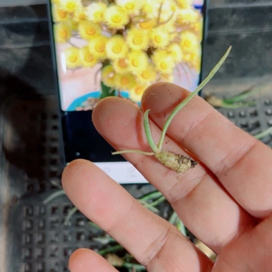 下9小美杜莎很小软掉枝条无售后20包邮