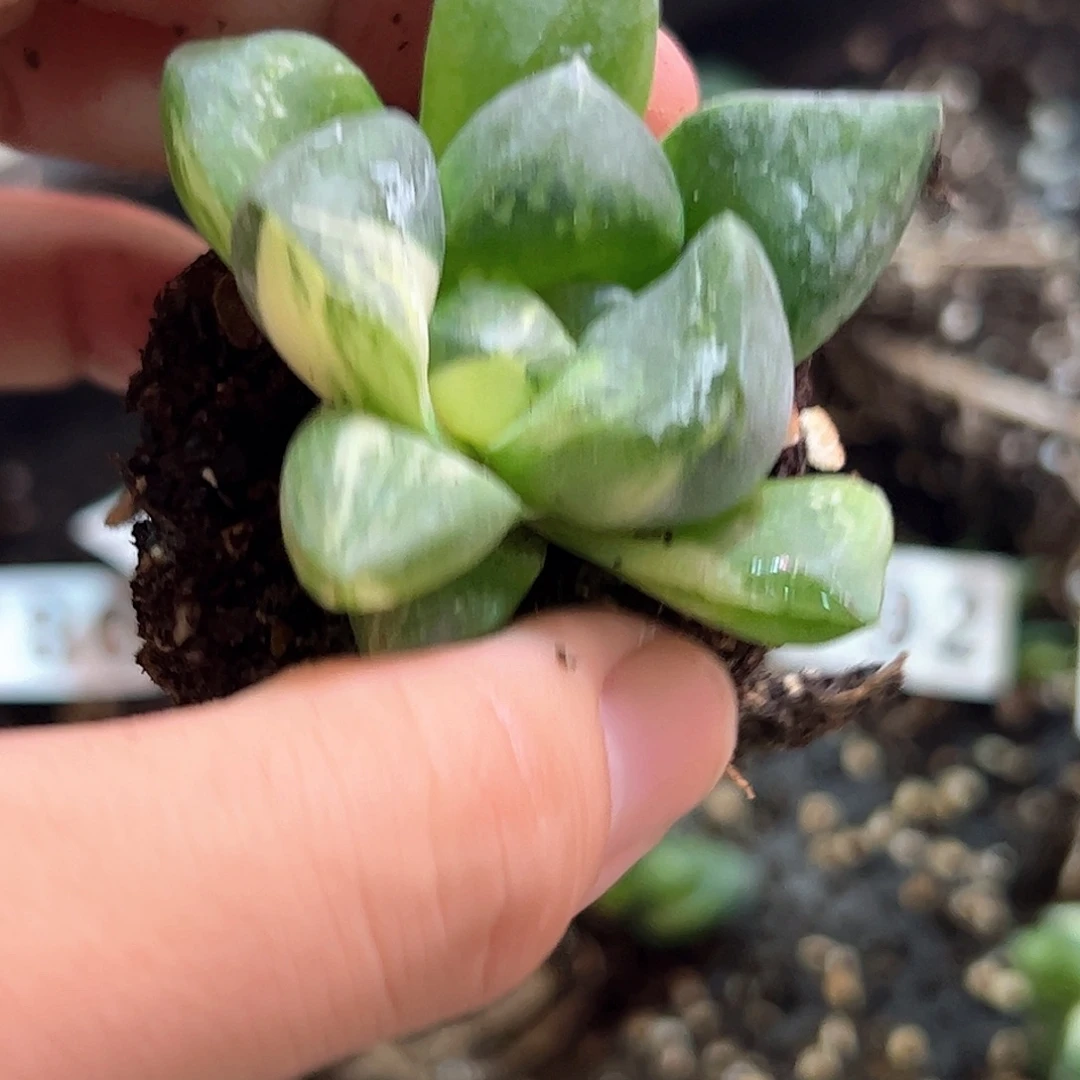 小***铺磨笛卡实生锦十二卷多肉植物