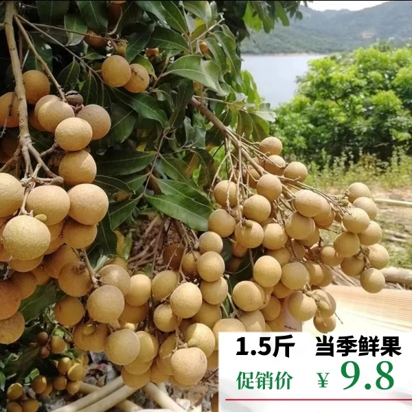 【坏果包赔】广东新鲜古山石峡龙眼现摘现发清甜多汁当季水果桂圆果