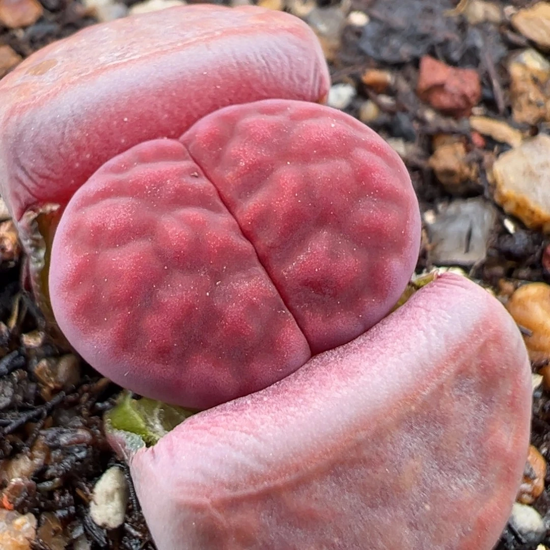 1.17好看的多肉297