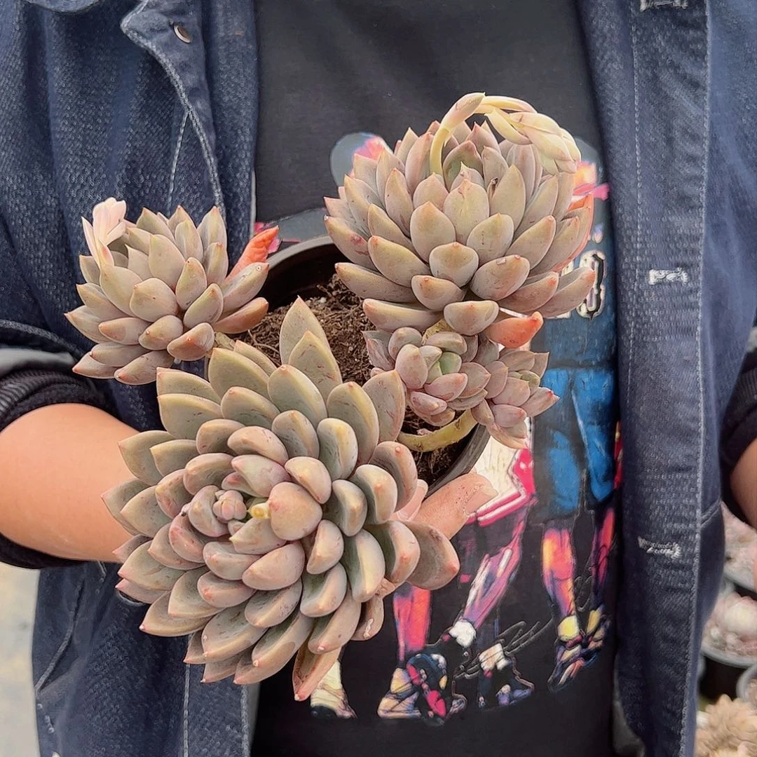 黄金象牙三头起160杯