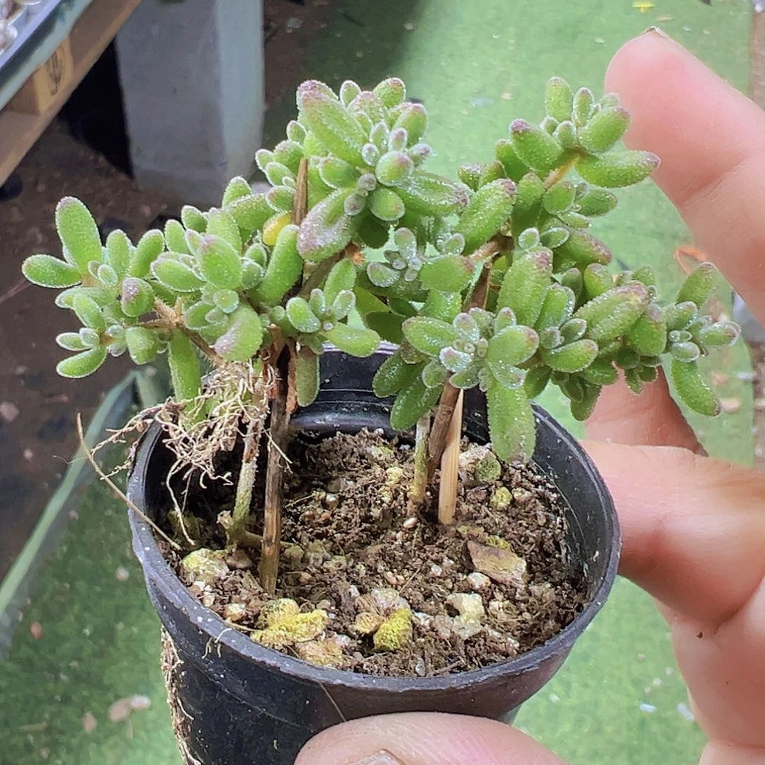 红宝石枝干19包邮