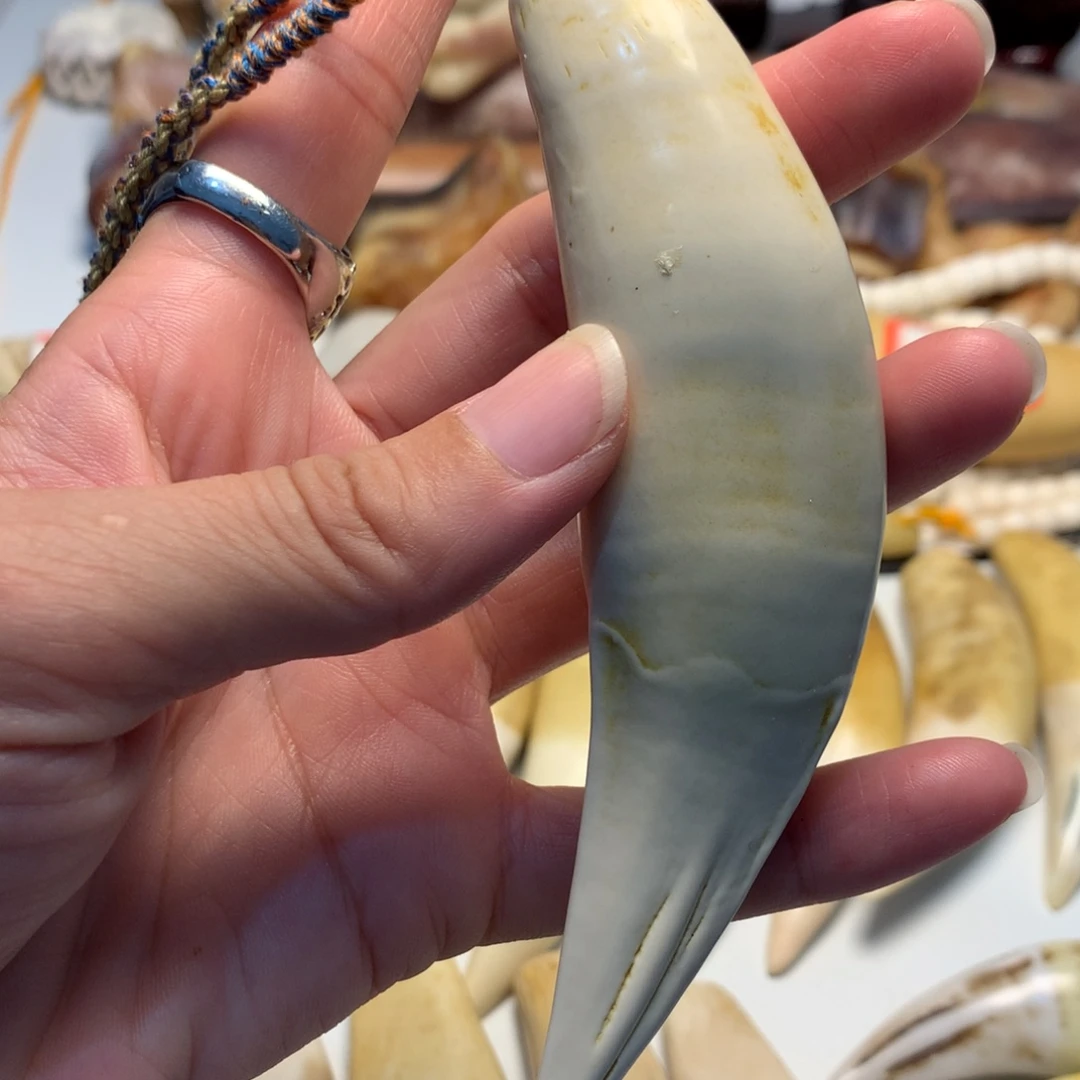 驼骨把件驼骨把件白色大牙牙