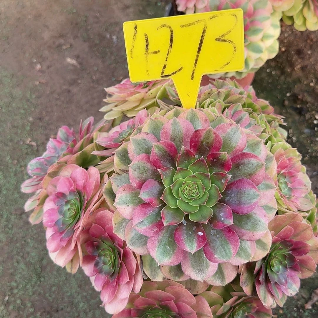 4273--雨荷多头多肉