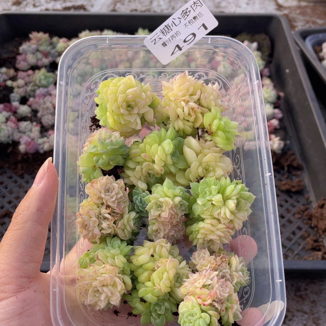 云糖心多肉植物491