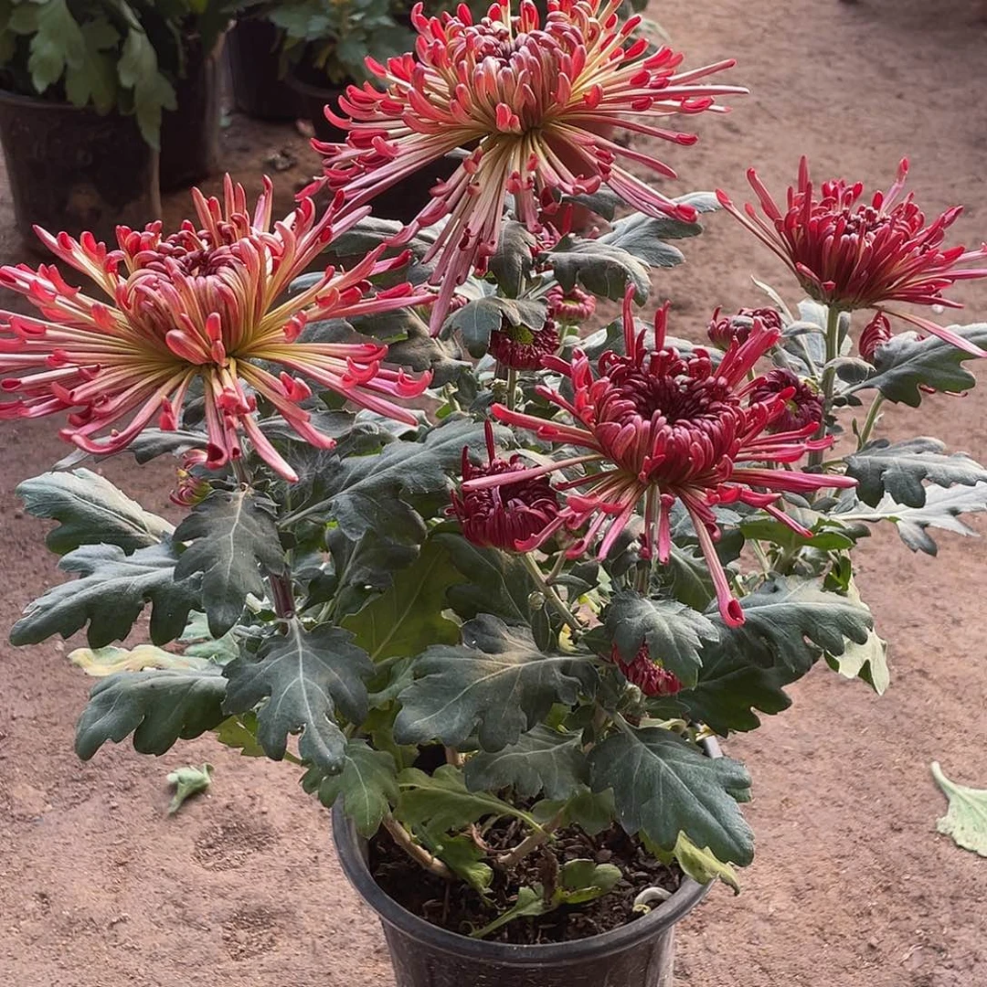 完全开放B8888888