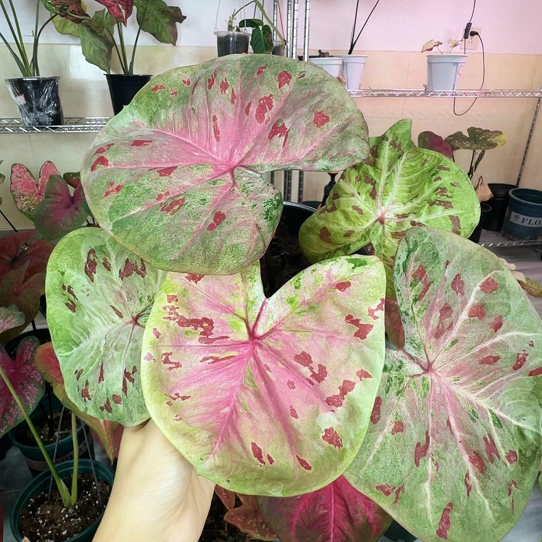 完全开放       83芭提雅
