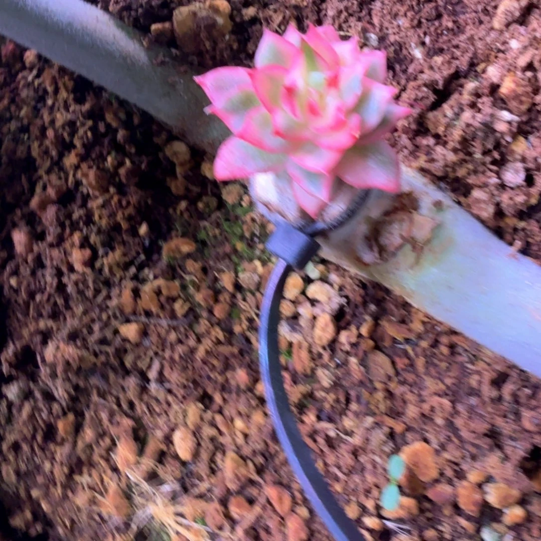 草莓软糖锦 多肉植物